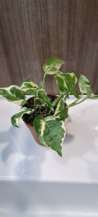 Епіпремнум золотавий 'N'Joy'