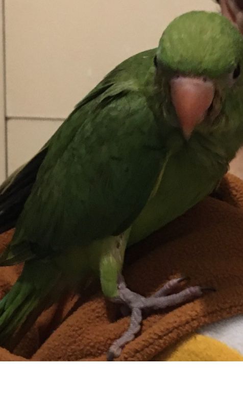 ring neck macho verde