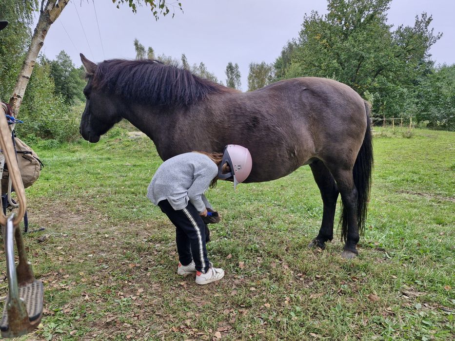 Mały konik, klacz do nauki jazdy, hipoterapii, dla dzieci