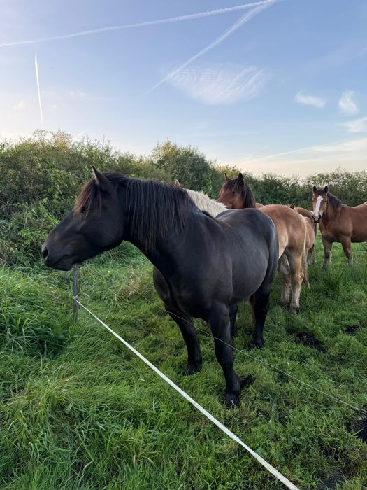 Ogier - sprzedaż lub zamiana na klacz