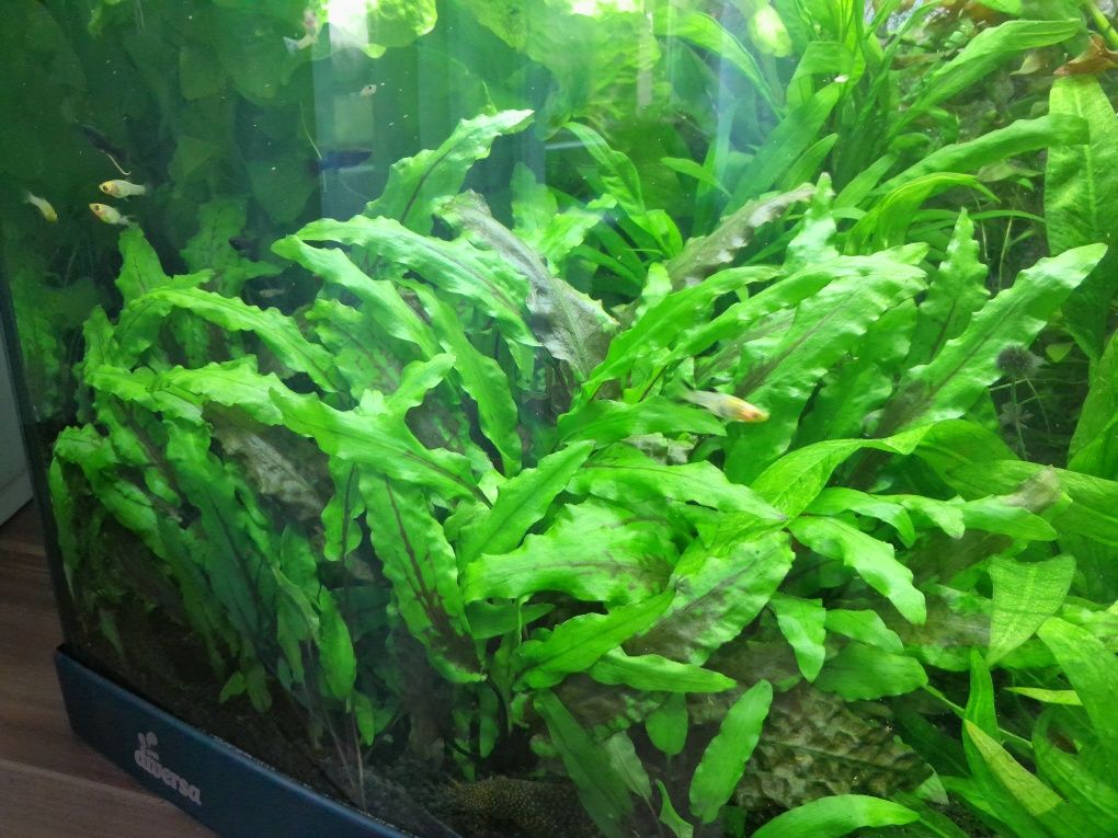 Cryptocoryne wendti