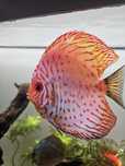 Vendo Peixe Discus