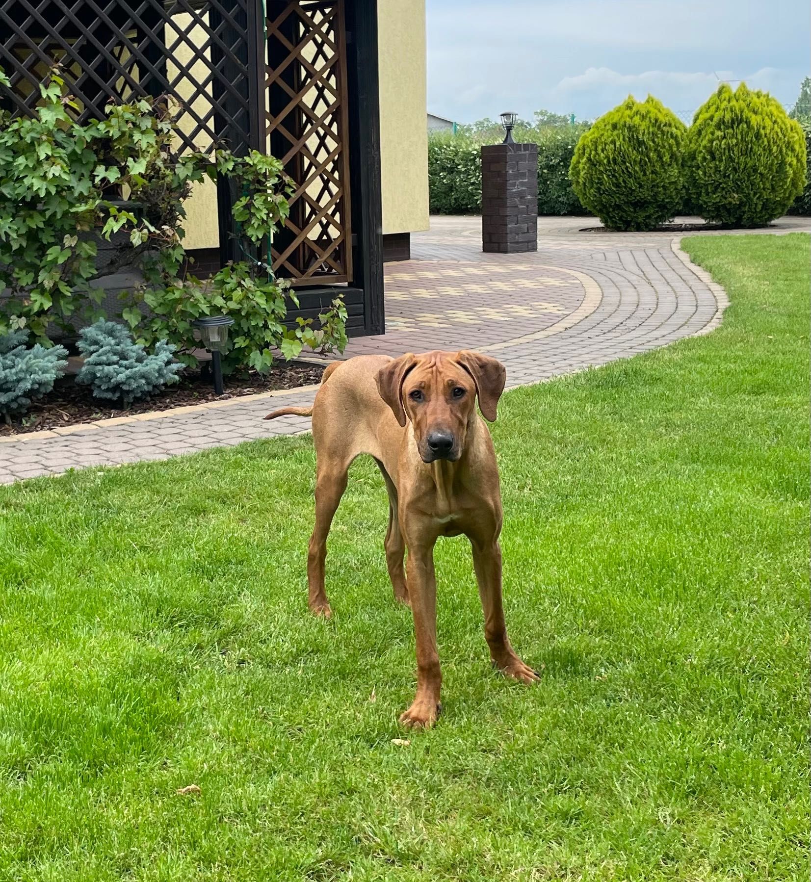Rhodesian Ridgeback HUGO piesek po Championach