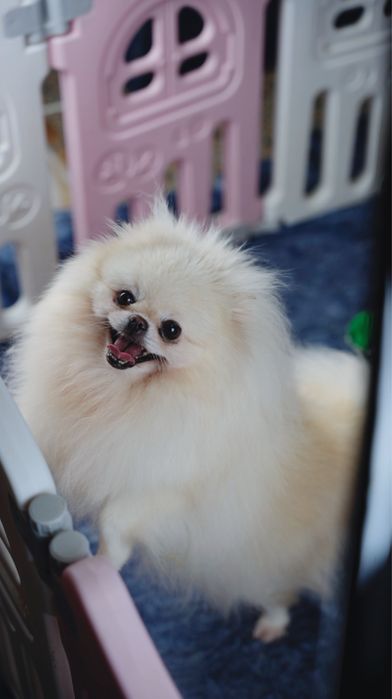 Piękna dziewczynka ra