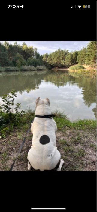 Skradziono psa American Bully 32-540 Trzebinia nagroda 5 tys zł
