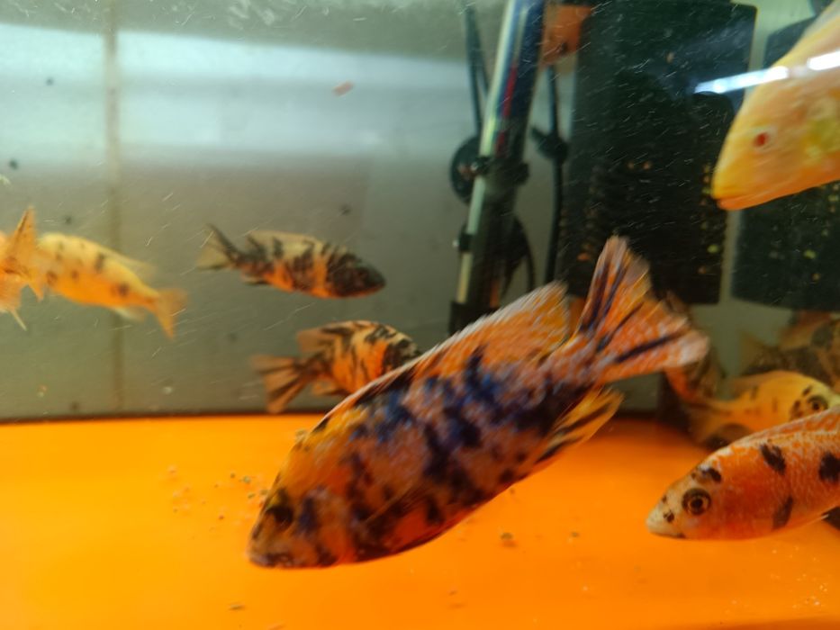 Alunocara mermelade harem