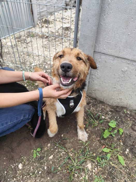 Szukamy domu dla Spajka