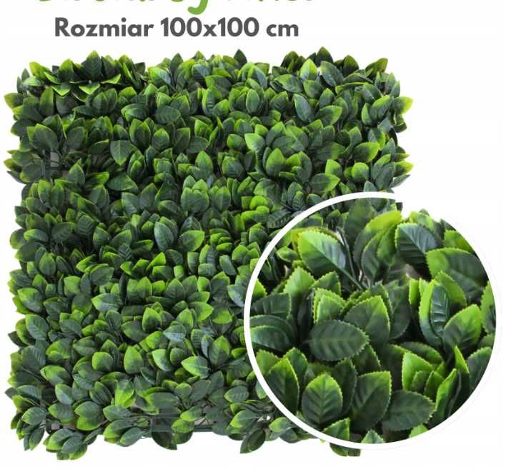 DUŻA Zielona Ściana FIKUS 100x100 Gęsty Żywopłot Panel Roślinny