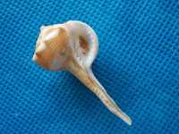 Muszle morskie- Tudivasum inermis