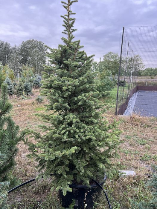 Ялина зелена Кейбаб (Kaibab) в грунті, жива ялинка, Ель зеленая