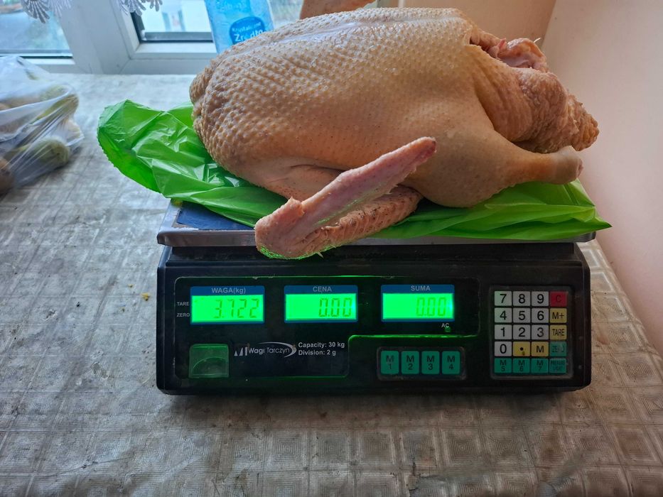 Kaczki tuszki lub żywe do dalszego chowu