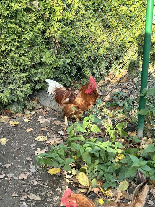 Koguty swojskie 2 letnie