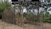Sadzonki drzewek owocowych/liściastych/iglastych oraz krzewów