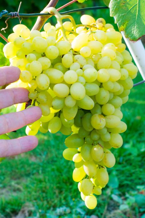 Sadzonki winorośli deserowych.