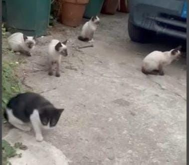 Gatinhos 2meses muito meigos