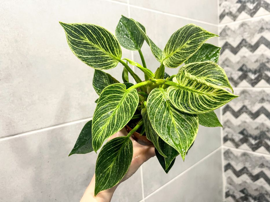 Филодендрон Birkin - комнатное растение