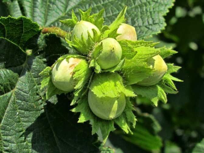 Саджанці фундука (сіянець, відводок) / Саженцы фундука (ОПТ, Дроп)