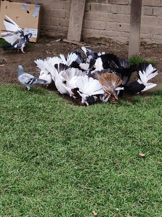 Gołębie pawiki starego typu