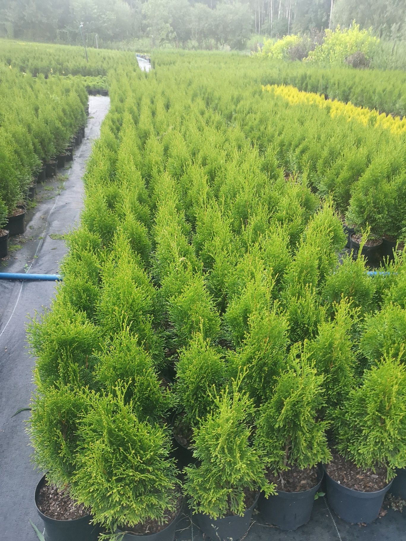 Thuja tuja szmaragd  brabant Columna 180 cm