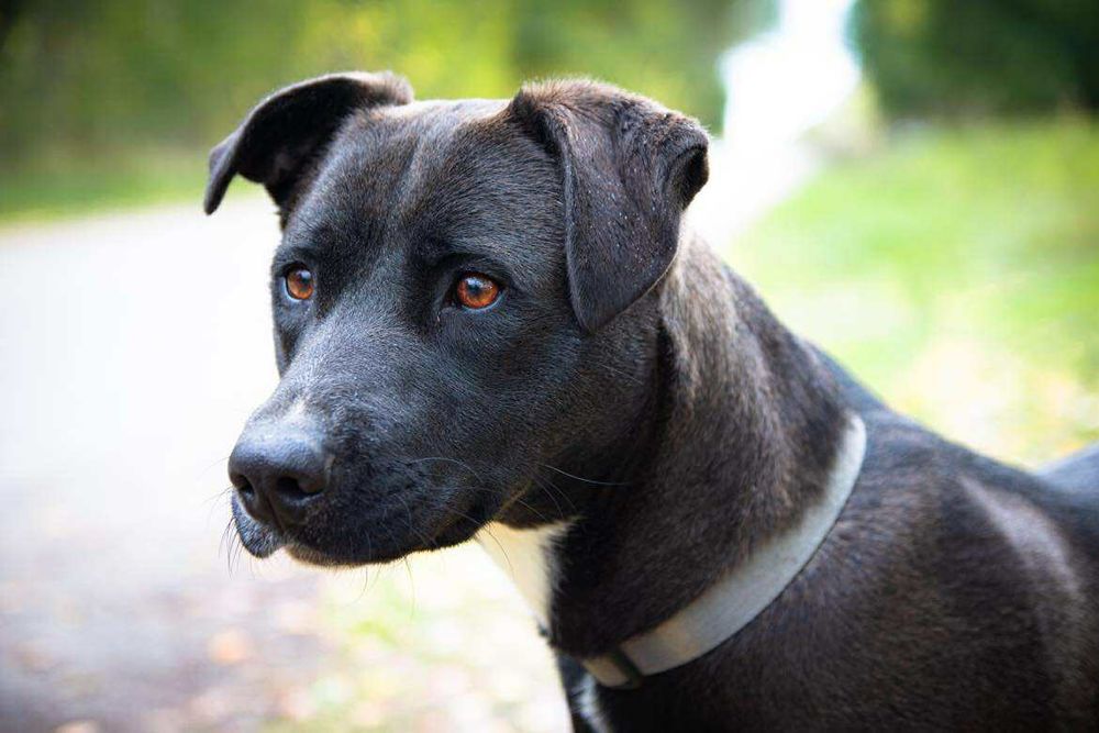 Cherry szuka domku z sercem