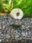 Krewetka Neocaridina Green Jade Dark Zielone WYSYŁKA