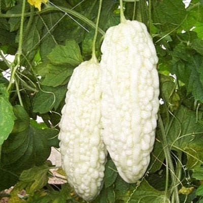 Chińskie Nasiona Gorzki Melon Biała Perła do Ogrodu Domowego 10+ szt