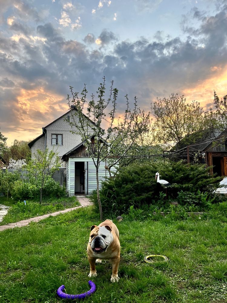 Английский бульдог вязка