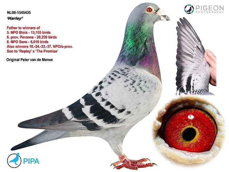 Gołębie Pocztowe - I.K.D. łepuch