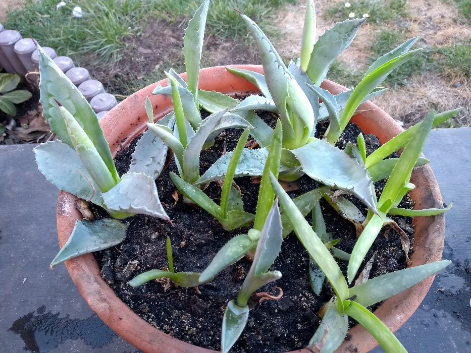 Aloes Sadzonki SPRZEDAM !!!