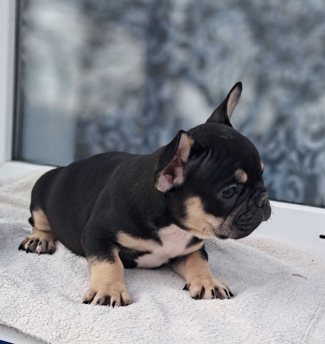 Неймовірний красень!