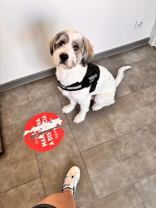 Doa-se Cão Porte Grande 23kg