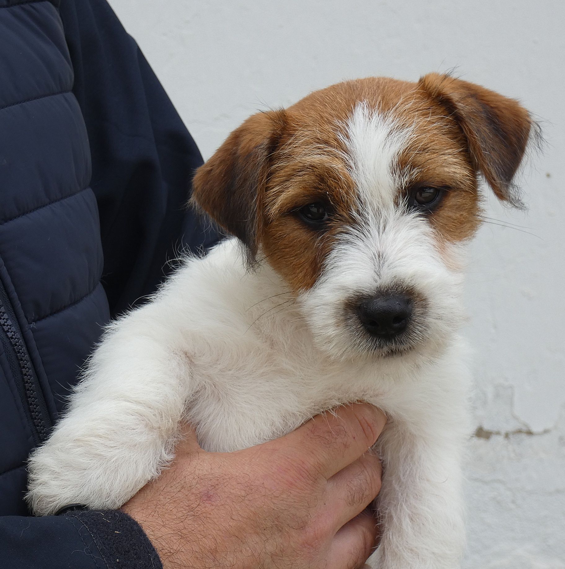 Jack Russell Terrier com pedigree