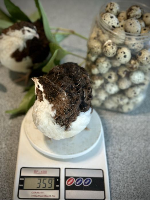 Перепела смокінгові інкубаційні яйця