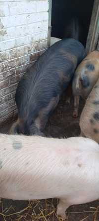 Продам свиней живою вагою