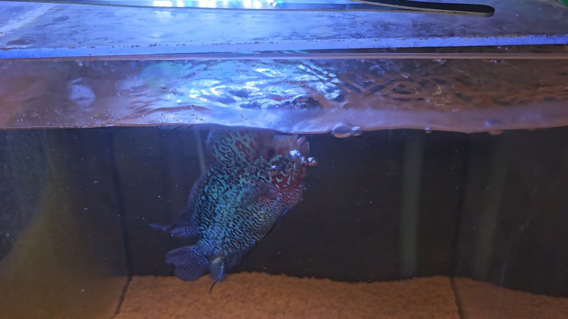 Flowerhorn 14/15cm