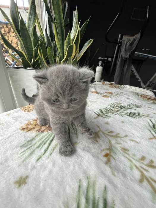 Kotka brytyska Rodowod !