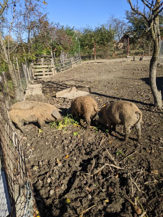 Поросята венгерської мангалиця
