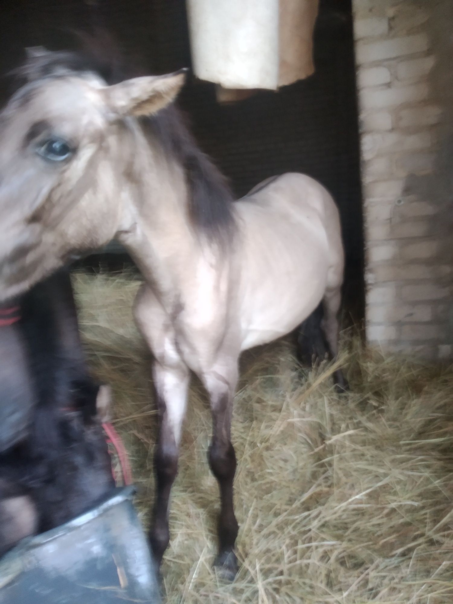 Ogierek rasy Konik