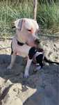 Pitbull szuka partnerki