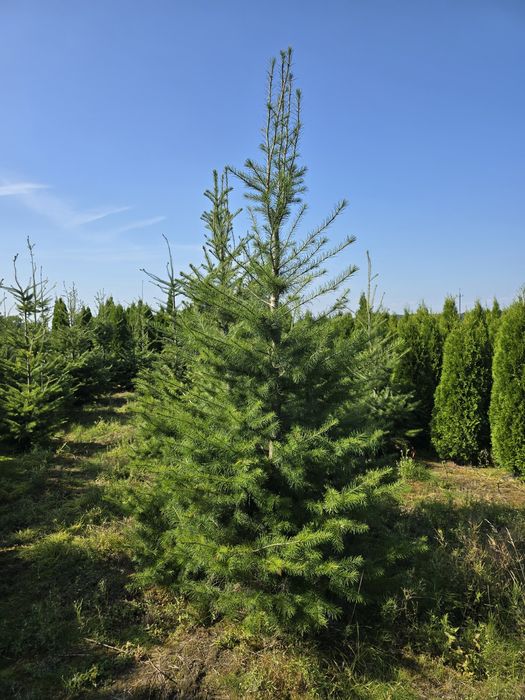 Daglezja zielona 300 cm choinka jodla wolsztyn