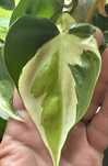Philodendron Cream Splash - cięte