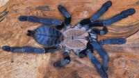 Азиатский древесный паук CYRIOPAGOPUS SP. HATI HATI самка