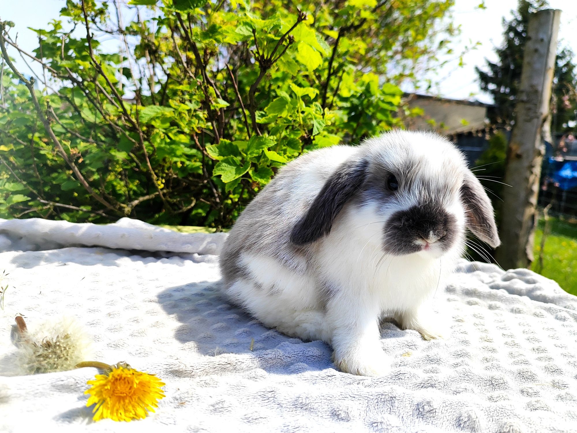 Mini lop metryka rasowy legalna hodowla królik miniaturka baranek