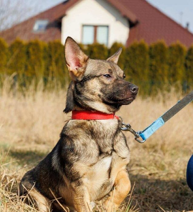 Nieduży Groszek szuka swojej Rodzinyy