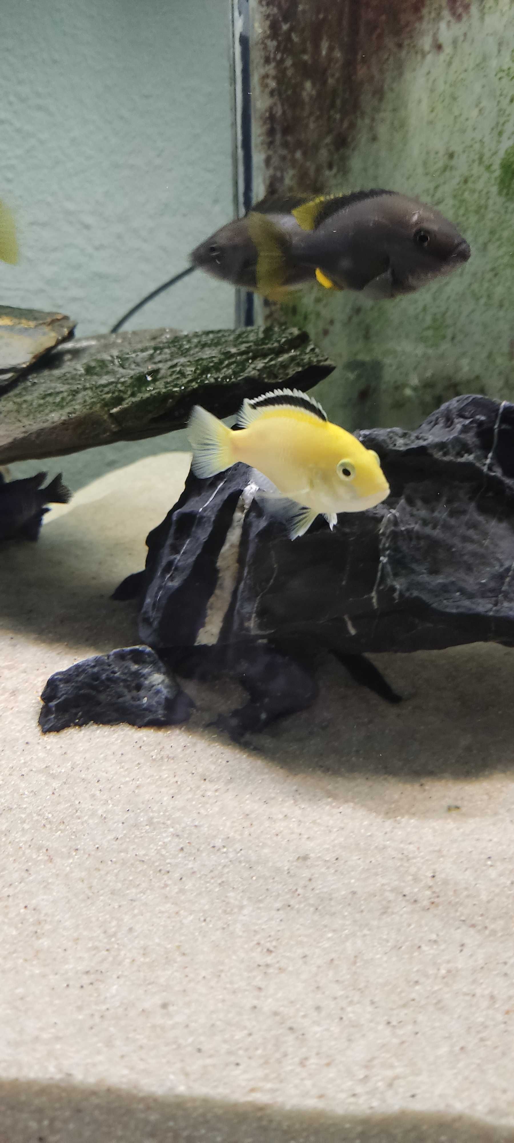 Ciclideos africanos - Labidochromis caeruleus (RESERVADO)