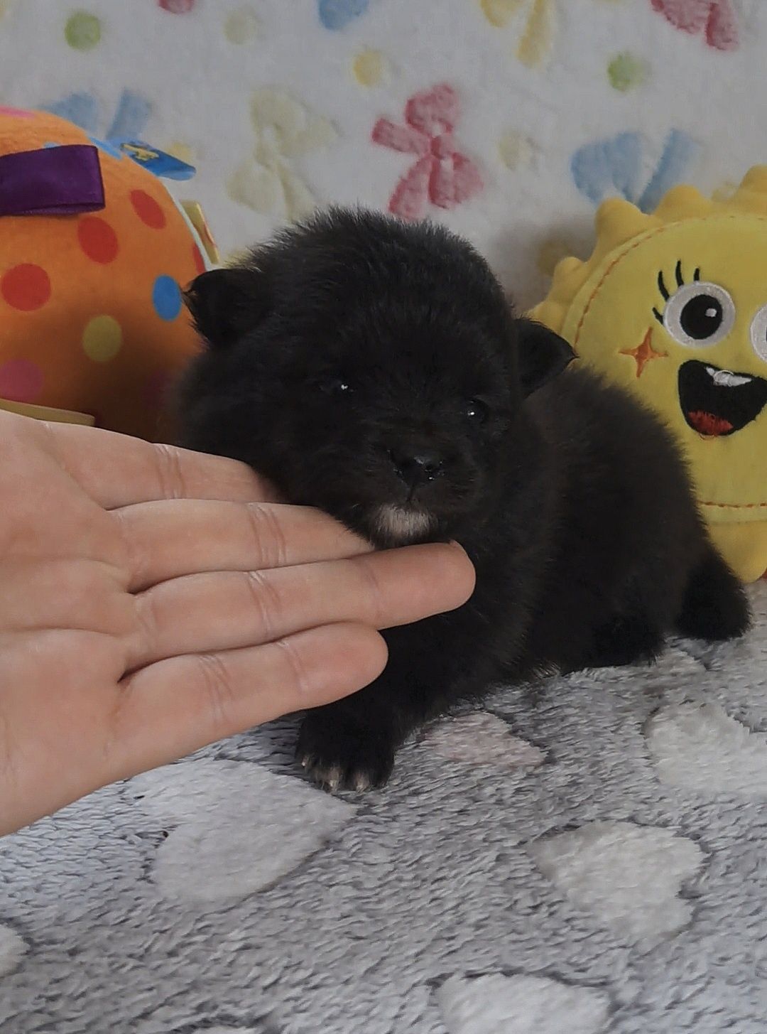 Czarna suczka Szpic Miniaturowy-Pomeranian
