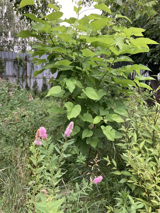 Продаю молодые деревья катальпы