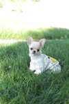 Chihuahua Mini chłopak fci