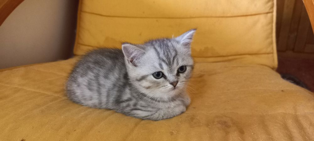 Gatinha Brirish Shorthair -  Amor à Primeira Vista