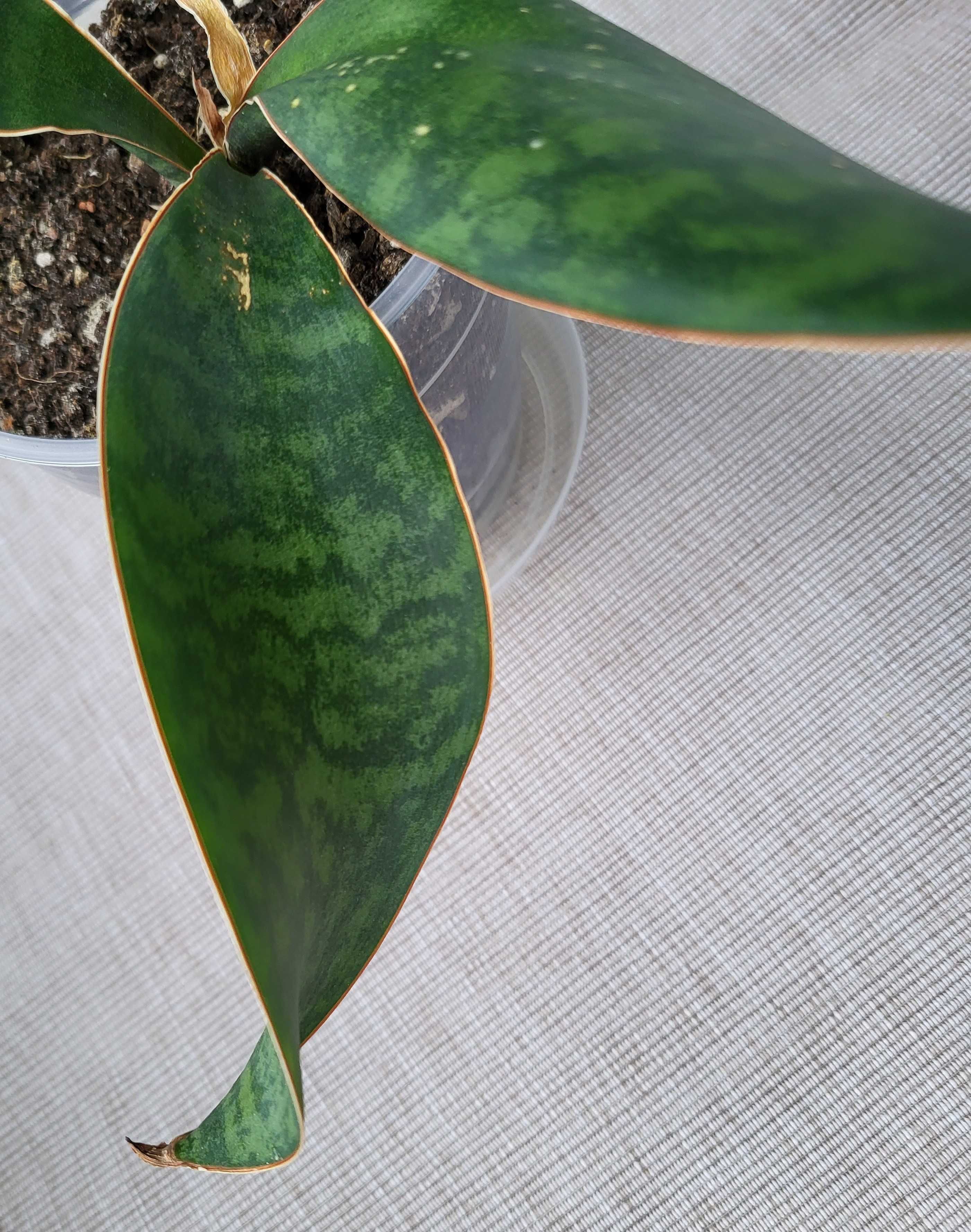 Sansevieria masoniana